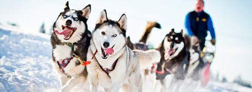 Катание на хаски в Сочи. Ultra Подарки. Катание на хаски в Сочи. Попробуйте Катание на хаски. Сервис: UltraPodarki.ru 8 800 505 95 30. Катание на хаски Сочи, Катание на хаски в Сочи, хаски, животные в Сочи, 