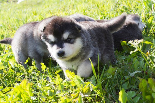 Катание на хаски в Сочи. Ultra Подарки. Катание на хаски в Сочи. Попробуйте Катание на хаски. Сервис: UltraPodarki.ru 8 800 505 95 30. Катание на хаски Сочи, Катание на хаски в Сочи, хаски, животные в Сочи, 