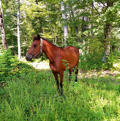 Конная прогулка в Сочи. Подарочные сертификаты Ultra Подарки. Купить оригинальный подарок или подарочный сертификат на Конная прогулка в Сочи. Сервис UltraPodarki.ru 8-800-505-9530. Катание на лошадях, Прогулка на лошади, Прогулка на лошадях для двоих, Конная прогулка, конный клуб, Конный клуб Дагомыс, конная прогулка в горы, конная прогулка, конная прогулка в Сочи