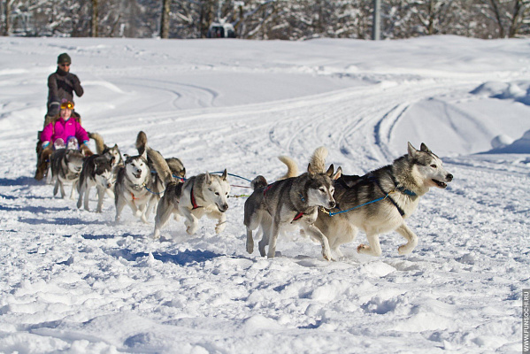 Катание на хаски в Сочи. Ultra Подарки. Катание на хаски в Сочи. Попробуйте Катание на хаски. Сервис: UltraPodarki.ru 8 800 505 95 30. Катание на хаски Сочи, Катание на хаски в Сочи, хаски, животные в Сочи, 