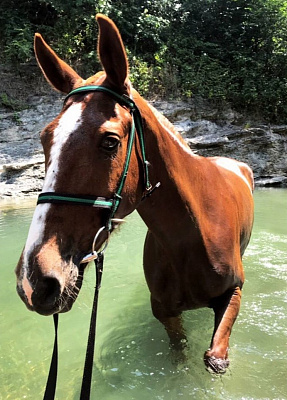 Конная прогулка в Сочи. Подарочные сертификаты Ultra Подарки. Купить оригинальный подарок или подарочный сертификат на Конная прогулка в Сочи. Сервис UltraPodarki.ru 8-800-505-9530. Катание на лошадях, Прогулка на лошади, Прогулка на лошадях для двоих, Конная прогулка, конный клуб, Конный клуб Дагомыс, конная прогулка в горы, конная прогулка, конная прогулка в Сочи