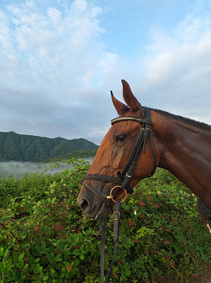 Конная прогулка в Сочи. Подарочные сертификаты Ultra Подарки. Купить оригинальный подарок или подарочный сертификат на Конная прогулка в Сочи. Сервис UltraPodarki.ru 8-800-505-9530. Катание на лошадях, Прогулка на лошади, Прогулка на лошадях для двоих, Конная прогулка, конный клуб, Конный клуб Дагомыс, конная прогулка в горы, конная прогулка, конная прогулка в Сочи