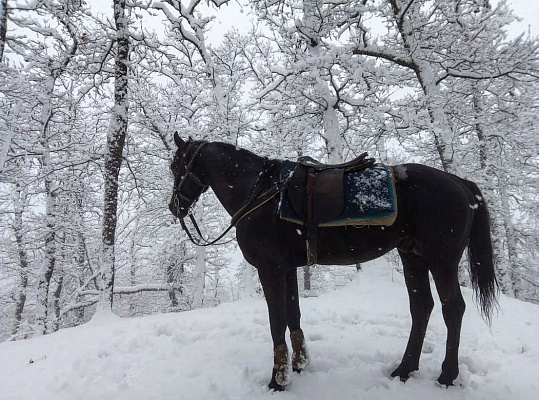 Конная прогулка для двоих в Сочи. Подарочные сертификаты Ultra Подарки. Купить оригинальный подарок или подарочный сертификат на Конная прогулка для двоих в Сочи. Сервис UltraPodarki.ru 8-800-505-9530. Катание на лошадях, Прогулка на лошади, Прогулка на лошадях для двоих, Конная прогулка для двоих, конный клуб, конная прогулка, конная прогулка в горы, конная прогулка в Сочи