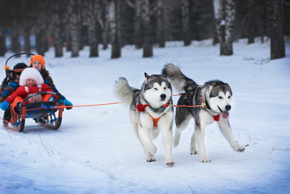 Катание на хаски в Сочи. Ultra Подарки. Катание на хаски в Сочи. Попробуйте Катание на хаски. Сервис: UltraPodarki.ru 8 800 505 95 30. Катание на хаски Сочи, Катание на хаски в Сочи, хаски, животные в Сочи, 