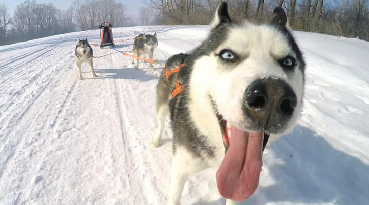 Катание на хаски в Сочи. Ultra Подарки. Катание на хаски в Сочи. Попробуйте Катание на хаски. Сервис: UltraPodarki.ru 8 800 505 95 30. Катание на хаски Сочи, Катание на хаски в Сочи, хаски, животные в Сочи, 