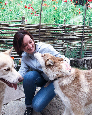 Катание на хаски в Сочи. Ultra Подарки. Катание на хаски в Сочи. Попробуйте Катание на хаски. Сервис: UltraPodarki.ru 8 800 505 95 30. Катание на хаски Сочи, Катание на хаски в Сочи, хаски, животные в Сочи, 