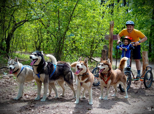 Катание на хаски в Сочи. Ultra Подарки. Катание на хаски в Сочи. Попробуйте Катание на хаски. Сервис: UltraPodarki.ru 8 800 505 95 30. Катание на хаски Сочи, Катание на хаски в Сочи, хаски, животные в Сочи, 