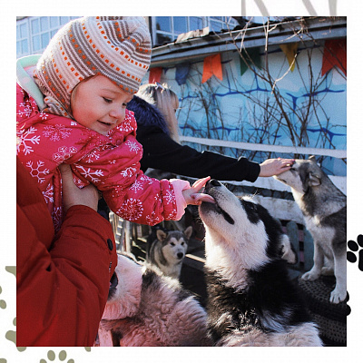 Катание на хаски в Сочи. Ultra Подарки. Катание на хаски в Сочи. Попробуйте Катание на хаски. Сервис: UltraPodarki.ru 8 800 505 95 30. Катание на хаски Сочи, Катание на хаски в Сочи, хаски, животные в Сочи, 